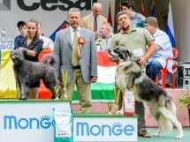 Expoziţie de frumuesţe canină