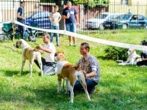 Expoziţie de frumuesţe canină