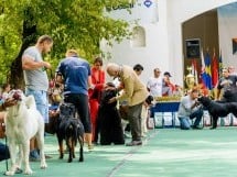 Expoziţie de frumuesţe canină