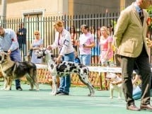 Expoziţie de frumuesţe canină