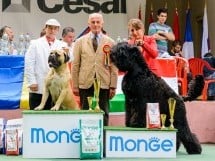 Expoziţie de frumuesţe canină