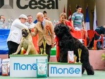 Expoziţie de frumuesţe canină