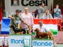 Expoziţie de frumuesţe canină