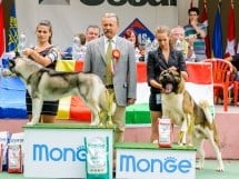 Expoziţie de frumuesţe canină