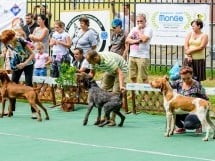 Expoziţie de frumuesţe canină