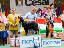 Expoziţie de frumuesţe canină