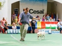 Expoziţie de frumuesţe canină