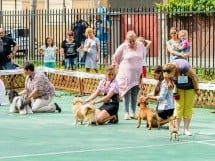 Expoziţie de frumuesţe canină