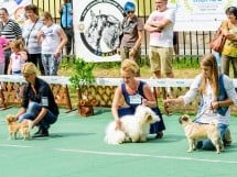 Expoziţie de frumuesţe canină