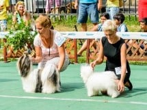 Expoziţie de frumuesţe canină