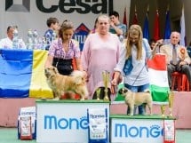 Expoziţie de frumuesţe canină