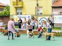 Expoziţie de frumuesţe canină