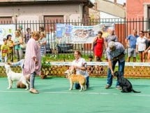 Expoziţie de frumuesţe canină