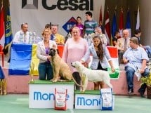 Expoziţie de frumuesţe canină