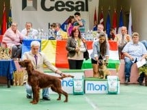 Expoziţie de frumuesţe canină