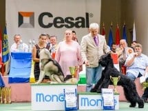 Expoziţie de frumuesţe canină