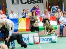 Expoziţie de frumuesţe canină