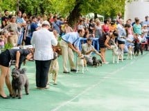 Expoziţie de frumuesţe canină