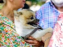 Expoziţie de frumuesţe canină