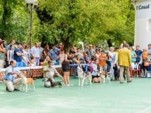 Expoziţie de frumuesţe canină