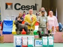 Expoziţie de frumuesţe canină