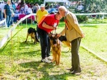 Expoziţie de frumuesţe canină