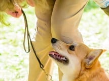 Expoziţie de frumuesţe canină