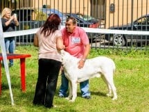 Expoziţie de frumuesţe canină