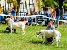 Expoziţie de frumuesţe canină