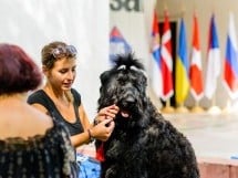 Expoziţie de frumuesţe canină