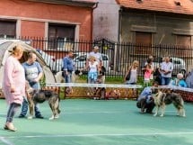 Expoziţie de frumuesţe canină