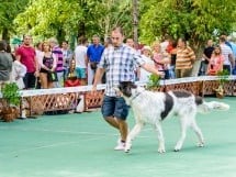 Expoziţie de frumuesţe canină