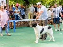 Expoziţie de frumuesţe canină