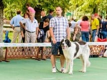 Expoziţie de frumuesţe canină