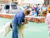 Expoziţie de frumuesţe canină