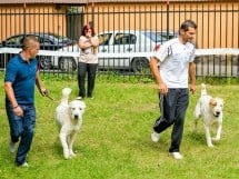 Expoziţie de frumuesţe canină