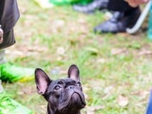 Expoziţie de frumuesţe canină