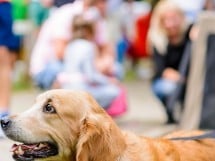 Expoziţie de frumuesţe canină