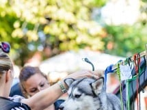 Expoziţie de frumuesţe canină