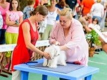 Expoziţie de frumuesţe canină