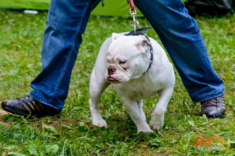 Expoziţie de frumuseţe canină, Oradea