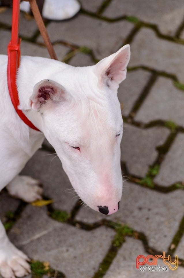 Expoziţie de frumuseţe canină, Oradea