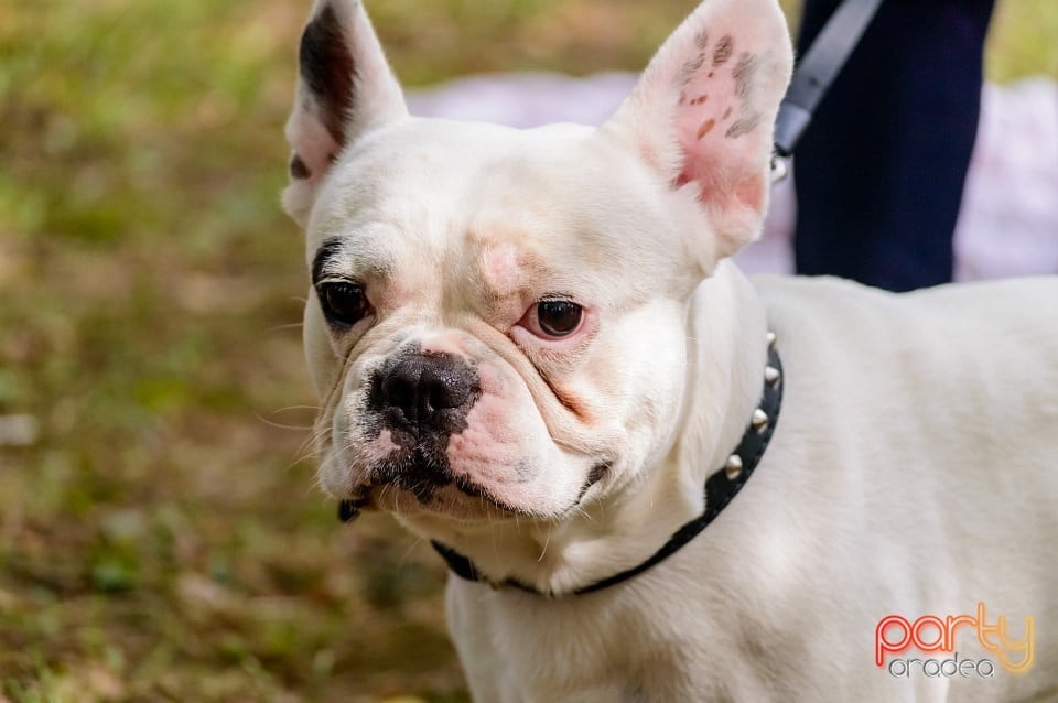 Expoziţie de frumuseţe canină, Oradea