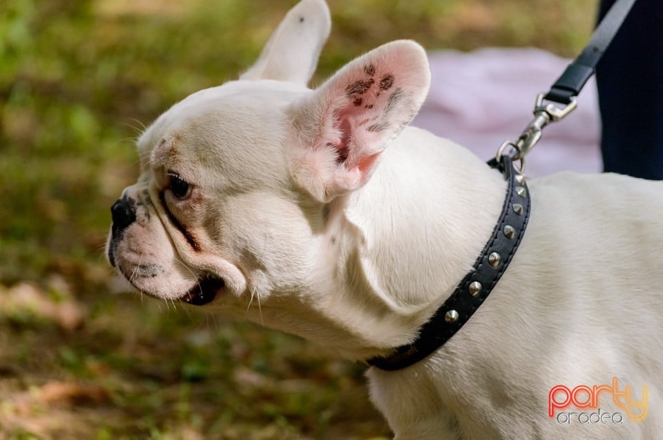 Expoziţie de frumuseţe canină, Oradea