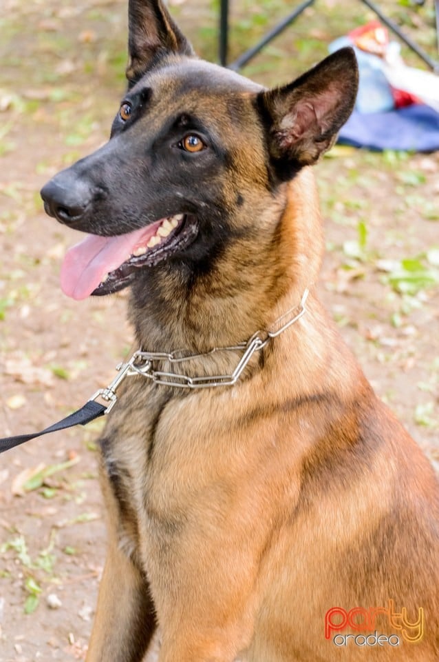 Expoziţie de frumuseţe canină, Oradea