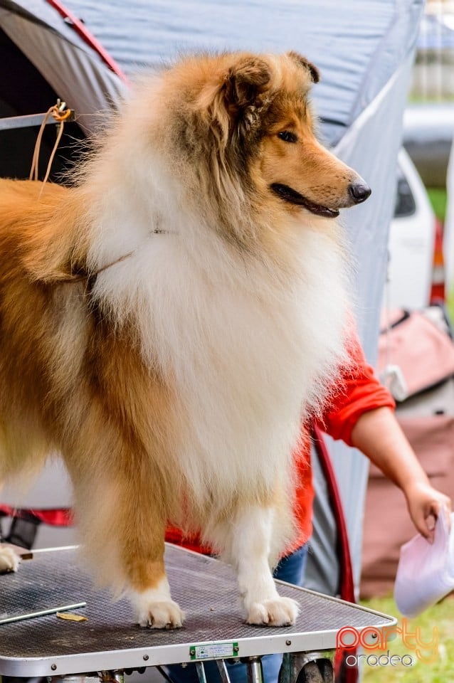 Expoziţie de frumuseţe canină, Oradea