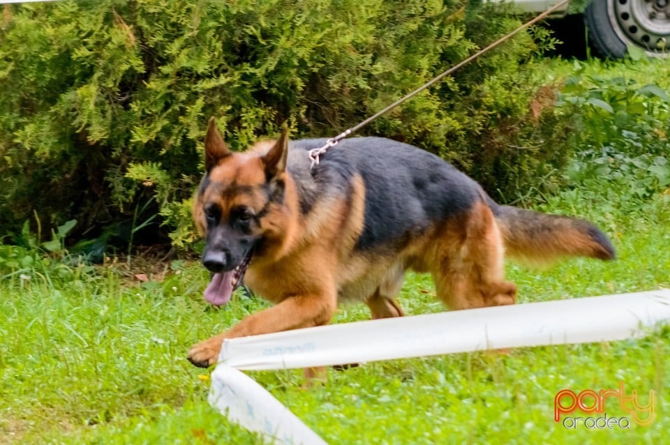 Expoziţie de frumuseţe canină, Oradea