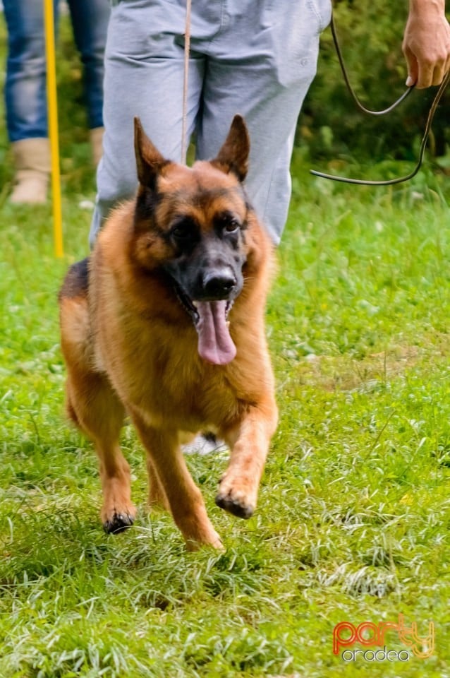 Expoziţie de frumuseţe canină, Oradea