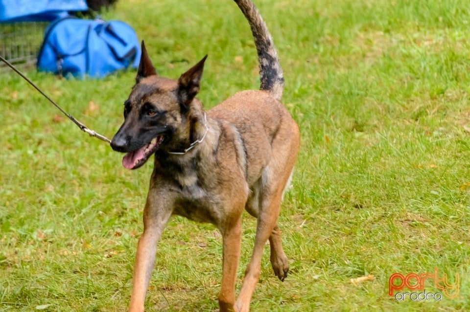 Expoziţie de frumuseţe canină, Oradea