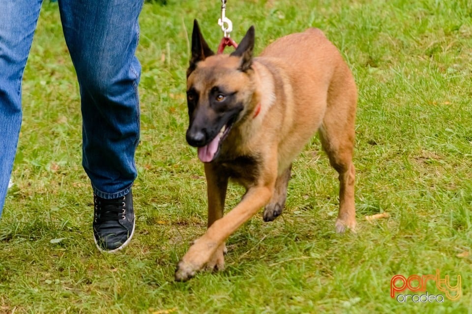 Expoziţie de frumuseţe canină, Oradea